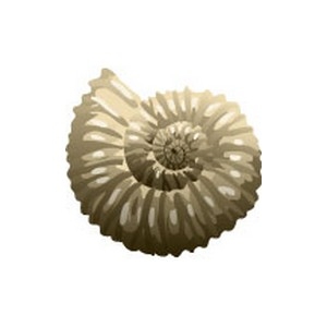 Ammonite